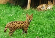 animals grass outdoors serval spotted 2400x1600 wallpaper Art HD Wallpaper